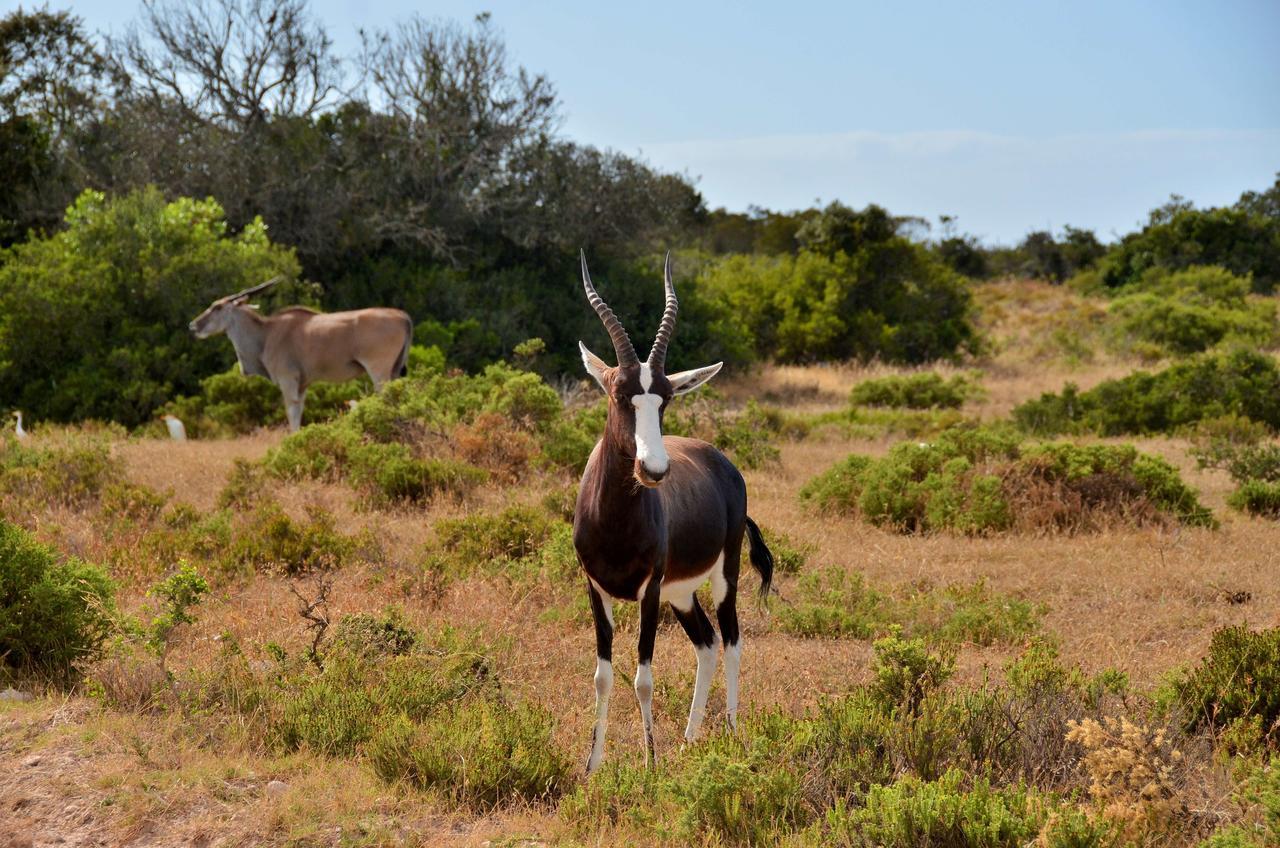 De Hoop Collection Suites De Hoop Nature Reserve エクステリア 写真