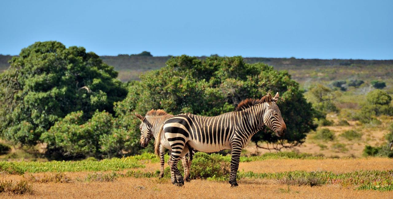 De Hoop Collection Suites De Hoop Nature Reserve エクステリア 写真
